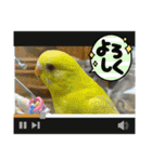ゆきちゃん宅スタンプ30（個別スタンプ：5）