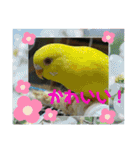 ゆきちゃん宅スタンプ30（個別スタンプ：15）