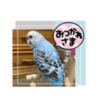 ゆきちゃん宅スタンプ30（個別スタンプ：19）