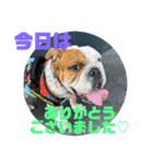 大好き金太郎6（個別スタンプ：12）