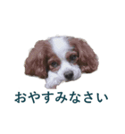 DOG.2022（個別スタンプ：1）