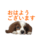 DOG.2022（個別スタンプ：2）