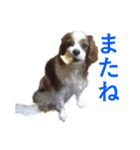 DOG.2022（個別スタンプ：4）