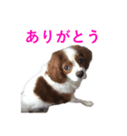 DOG.2022（個別スタンプ：5）