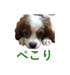 DOG.2022（個別スタンプ：6）