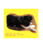 ちびっこめんこちゃん 5（個別スタンプ：7）
