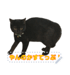 くろねこにゃあさん（入力タイプ）（個別スタンプ：20）