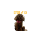 トイプードル犬 モモ（個別スタンプ：9）