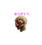 トイプードル犬 モモ（個別スタンプ：10）