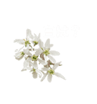 植物のスタンプ2（個別スタンプ：4）