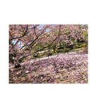 sakura-桜-(japan)（個別スタンプ：3）