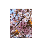 sakura-桜-(japan)（個別スタンプ：4）