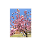 sakura-桜-(japan)（個別スタンプ：6）