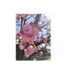 sakura-桜-(japan)（個別スタンプ：7）