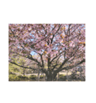 sakura-桜-(japan)（個別スタンプ：12）