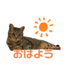 うちの猫ニャン（個別スタンプ：1）