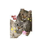 うちの猫ニャン（個別スタンプ：3）