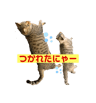うちの猫ニャン（個別スタンプ：4）