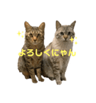 うちの猫ニャン（個別スタンプ：5）