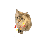 うちの猫ニャン（個別スタンプ：6）