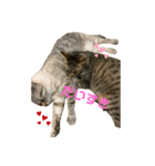 うちの猫ニャン（個別スタンプ：8）