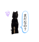 タロでしかない（個別スタンプ：3）