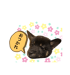 タロでしかない（個別スタンプ：7）