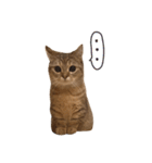 にぼしといっしょ（個別スタンプ：10）
