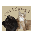 あいさつにゃんことば（個別スタンプ：1）