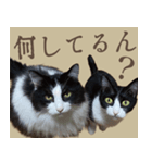 あいさつにゃんことば（個別スタンプ：2）