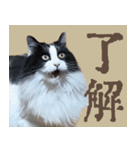 あいさつにゃんことば（個別スタンプ：3）