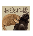 あいさつにゃんことば（個別スタンプ：5）