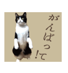 あいさつにゃんことば（個別スタンプ：6）