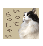 あいさつにゃんことば（個別スタンプ：7）