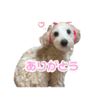 あむたんスタンプ‎‎´•ﻌ•`（個別スタンプ：5）