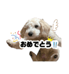 あむたんスタンプ‎‎´•ﻌ•`（個別スタンプ：12）