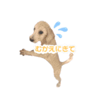 あむたんスタンプ‎‎´•ﻌ•`（個別スタンプ：13）