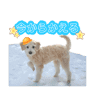 あむたんスタンプ‎‎´•ﻌ•`（個別スタンプ：15）