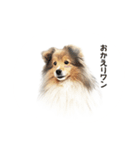 可愛い犬のスタンプ シェルティ（個別スタンプ：4）