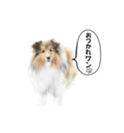 可愛い犬のスタンプ シェルティ（個別スタンプ：10）