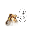 可愛い犬のスタンプ シェルティ（個別スタンプ：15）