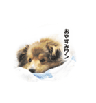 可愛い犬のスタンプ シェルティ（個別スタンプ：20）