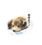 可愛い犬のスタンプ シェルティ（個別スタンプ：23）