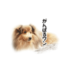 可愛い犬のスタンプ シェルティ（個別スタンプ：37）