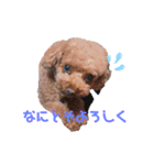 わがやの宝石たち②（個別スタンプ：3）