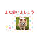わがやの宝石たち②（個別スタンプ：15）