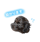 私たちの天ちゃん4ヶ月～黒トイプードル～（個別スタンプ：3）