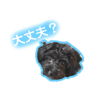 私たちの天ちゃん4ヶ月～黒トイプードル～（個別スタンプ：6）