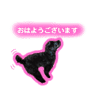 私たちの天ちゃん4ヶ月～黒トイプードル～（個別スタンプ：11）