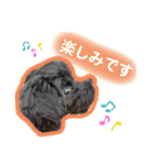 私たちの天ちゃん4ヶ月～黒トイプードル～（個別スタンプ：12）